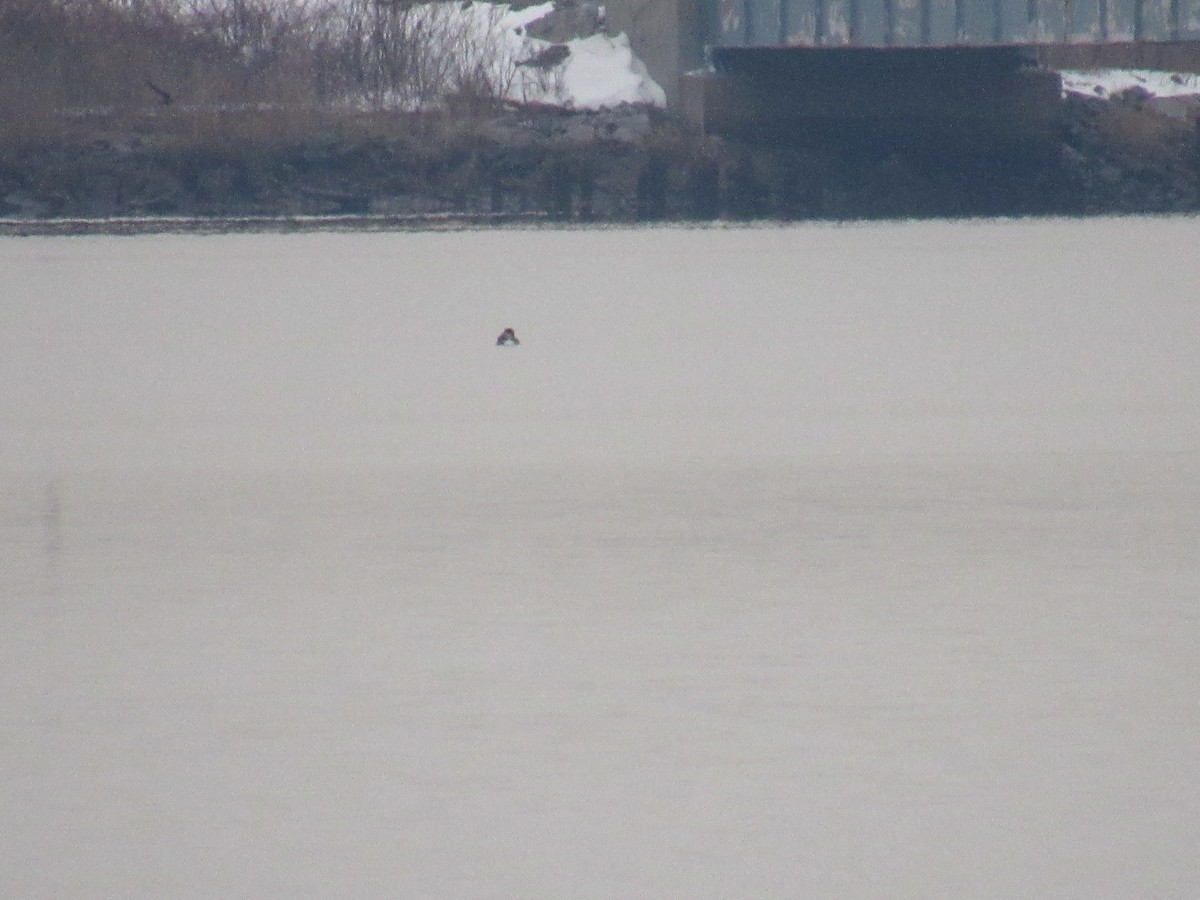 Common Loon - ML289542691