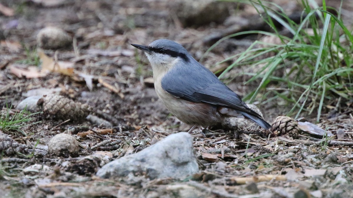 Eurasian Nuthatch - ML28954321