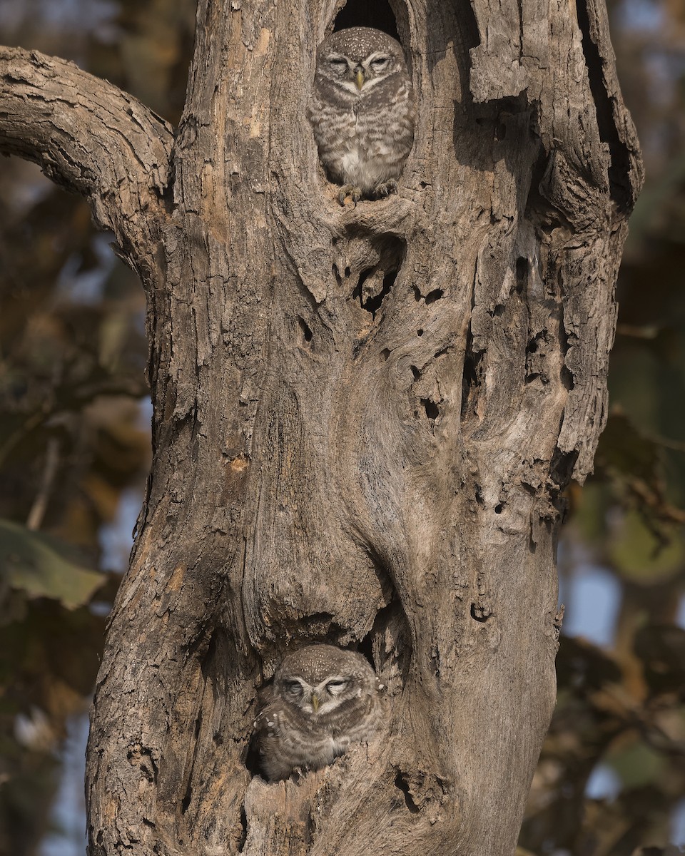 Spotted Owlet - ML289543421