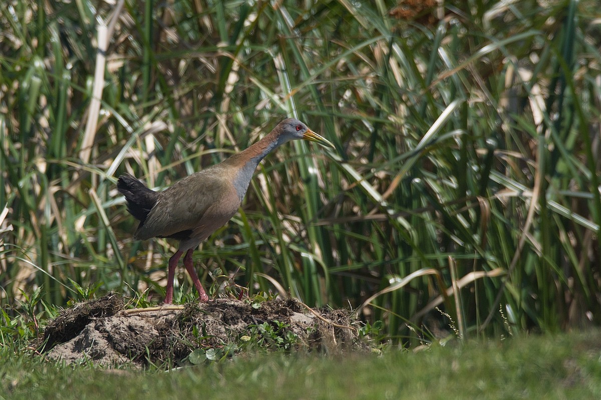 Giant Wood-Rail - ML289545391