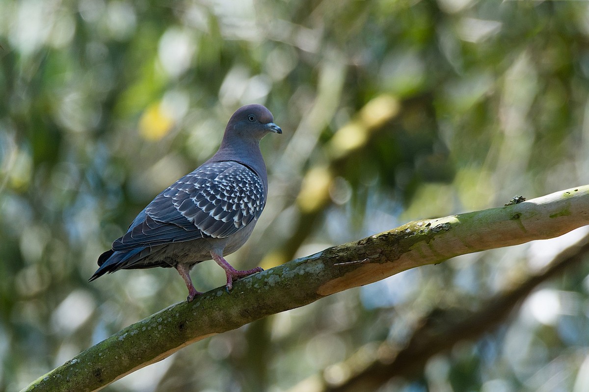 Spot-winged Pigeon - LUCIANO BERNARDES