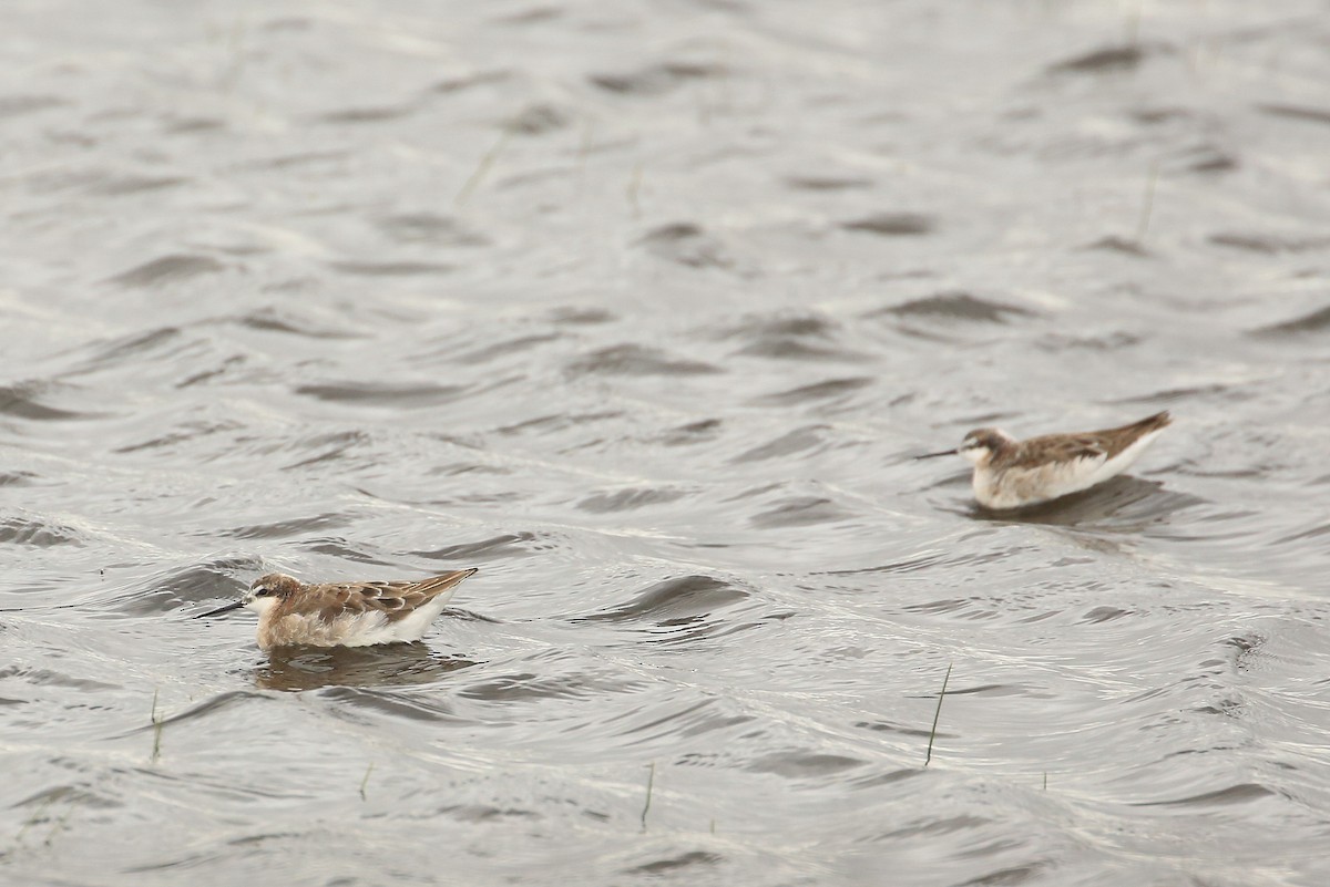 Wilson's Phalarope - ML28954831