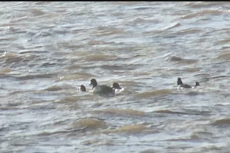 Greater Scaup - ML289551581