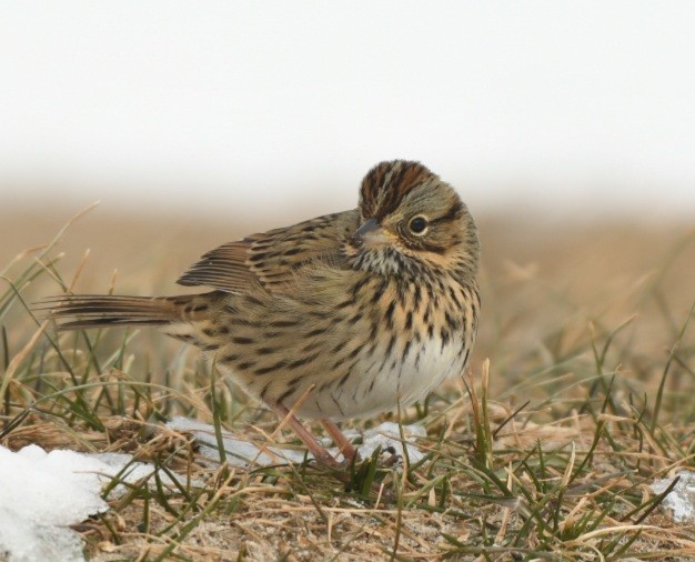 Lincoln's Sparrow - Sean Hatch