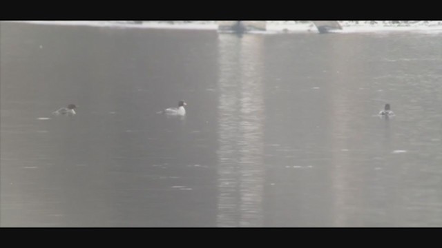 Common Goldeneye - ML289552841