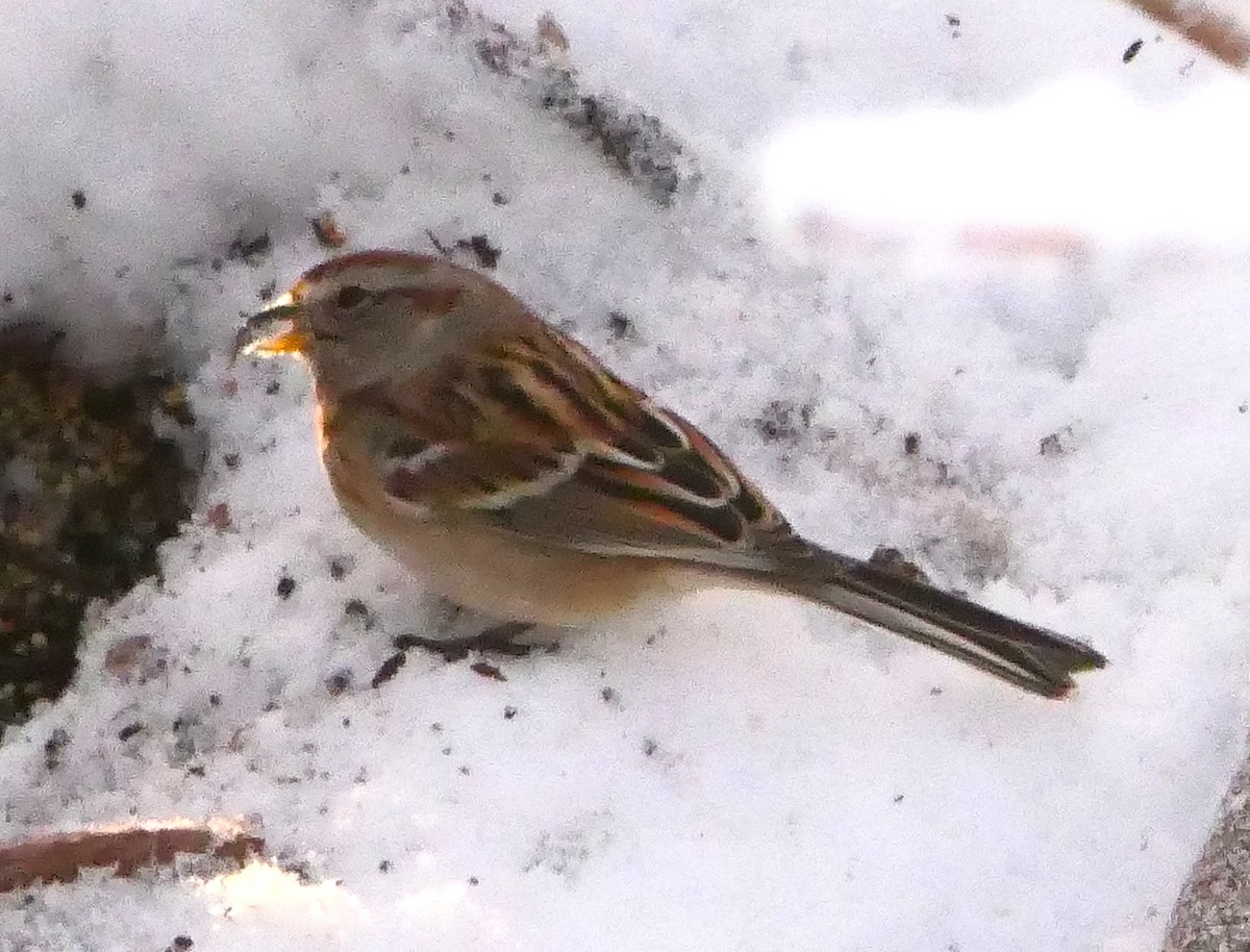 American Tree Sparrow - ML289553391