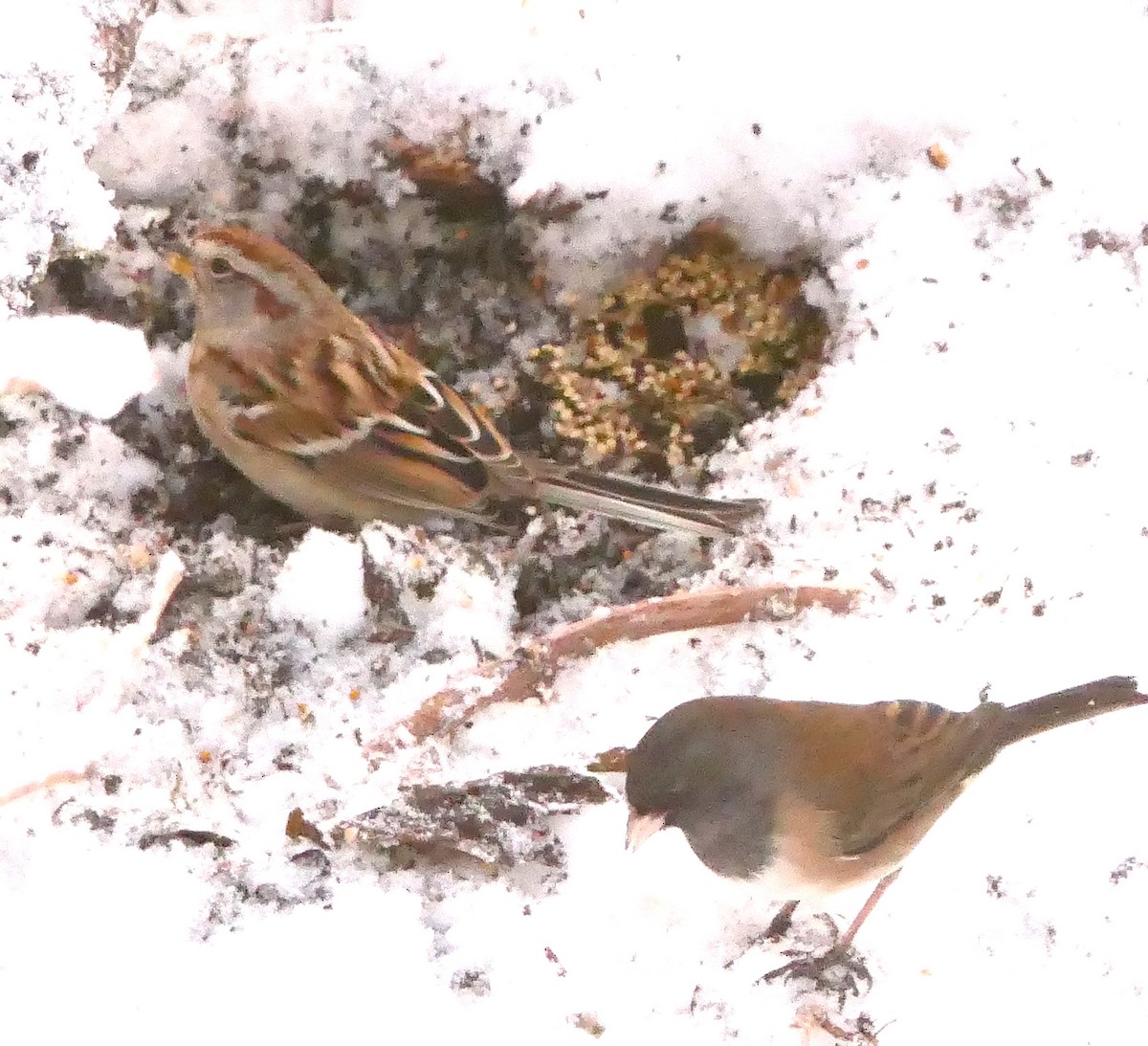 American Tree Sparrow - ML289553681