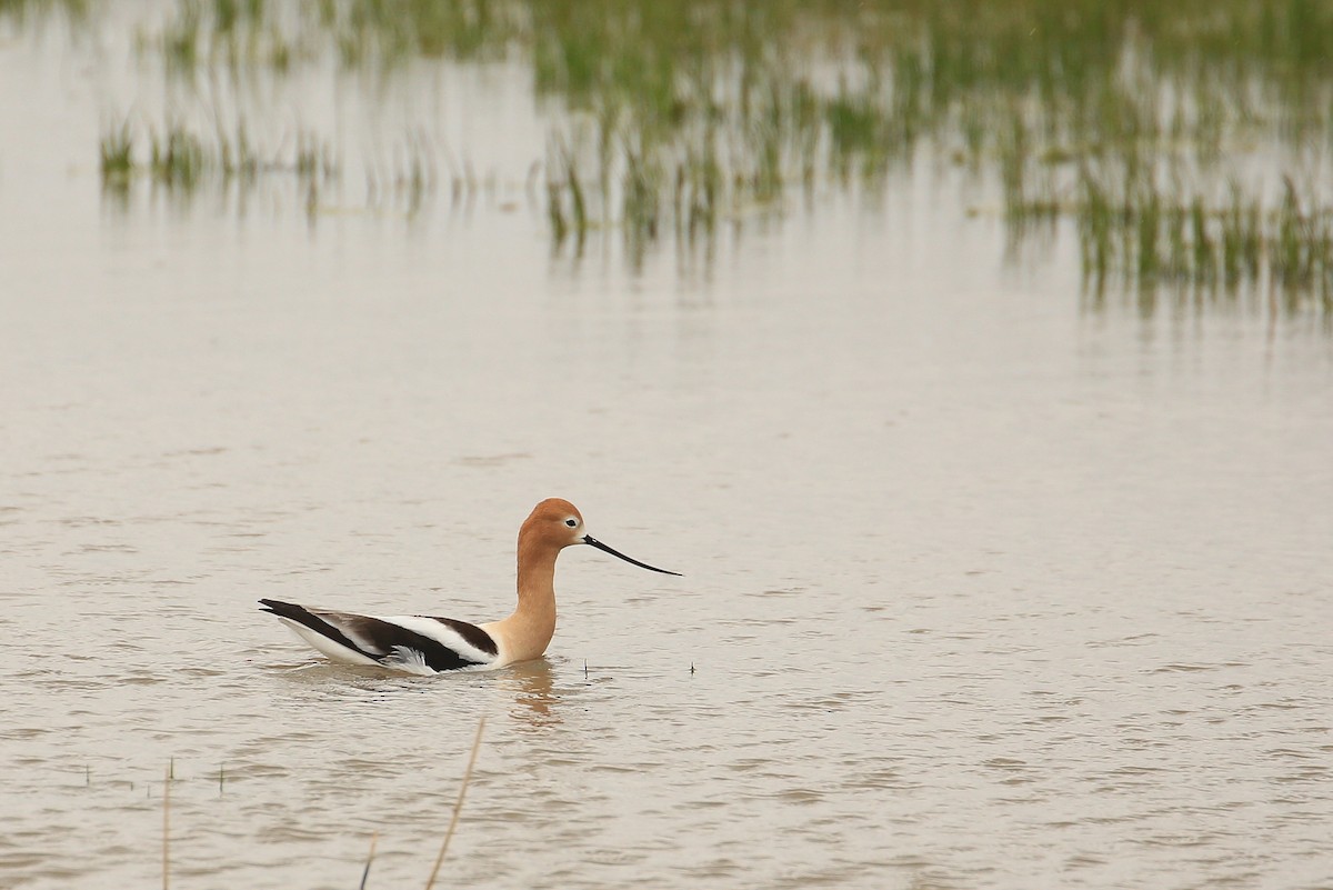 American Avocet - Tim Lenz