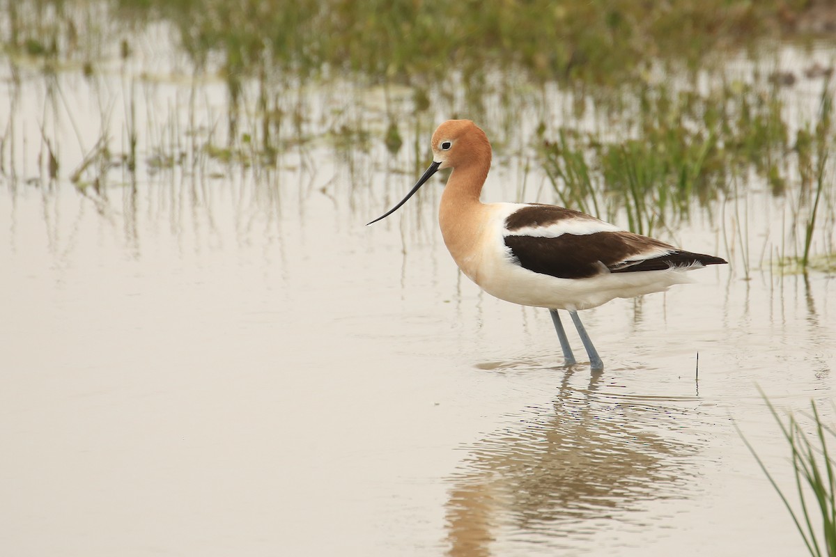 Avoceta Americana - ML28955491