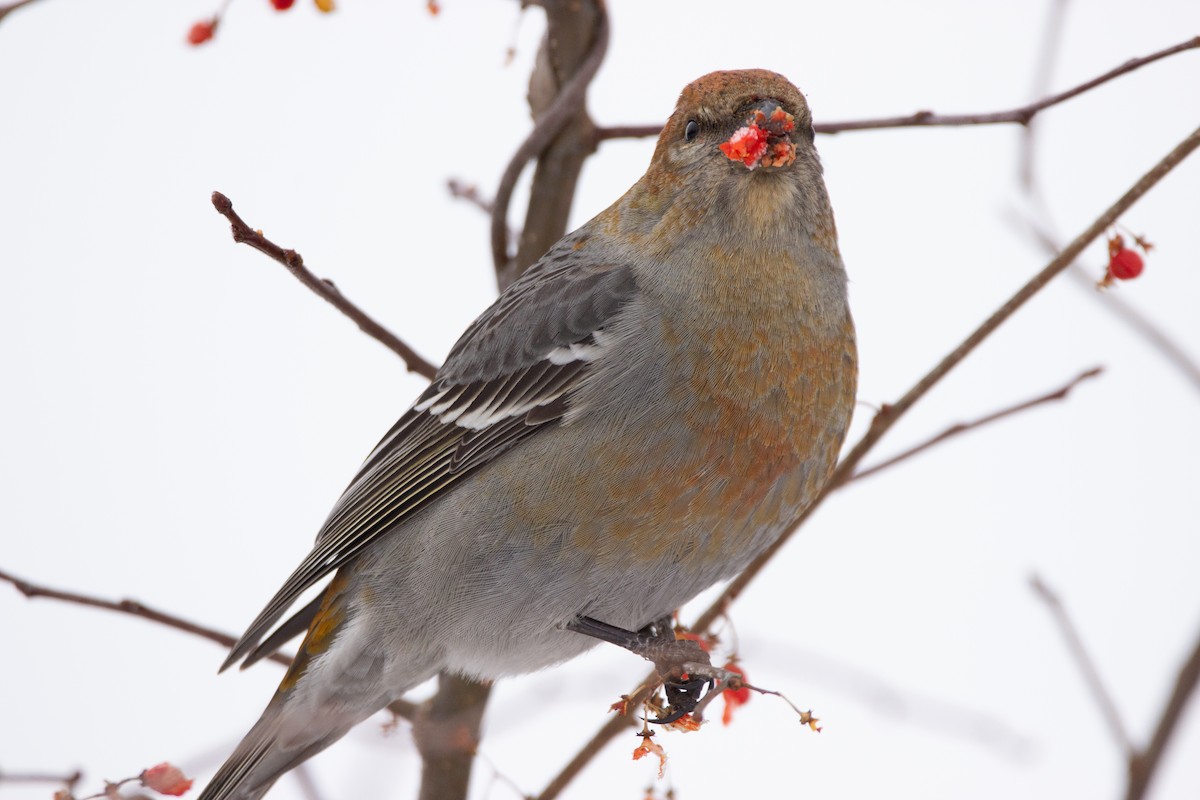 Pine Grosbeak - ML289555991