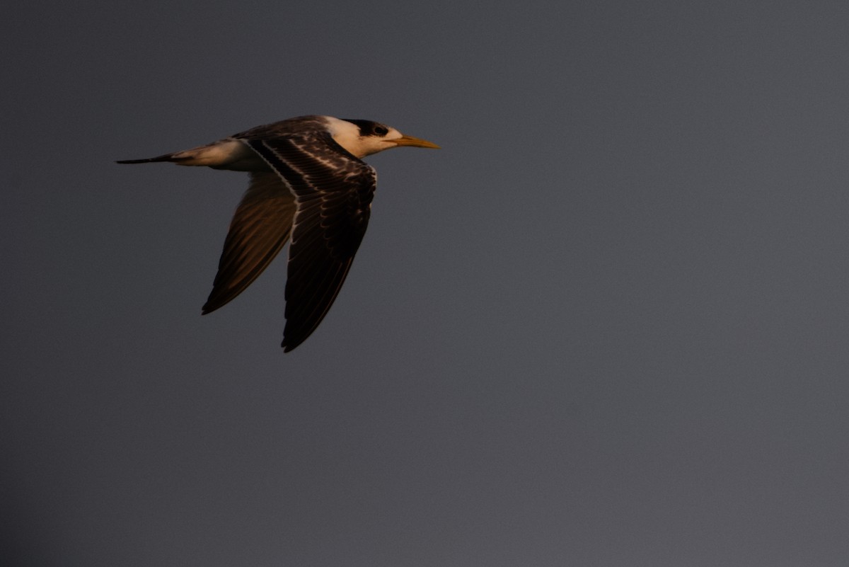 Great Crested Tern - ML289556051