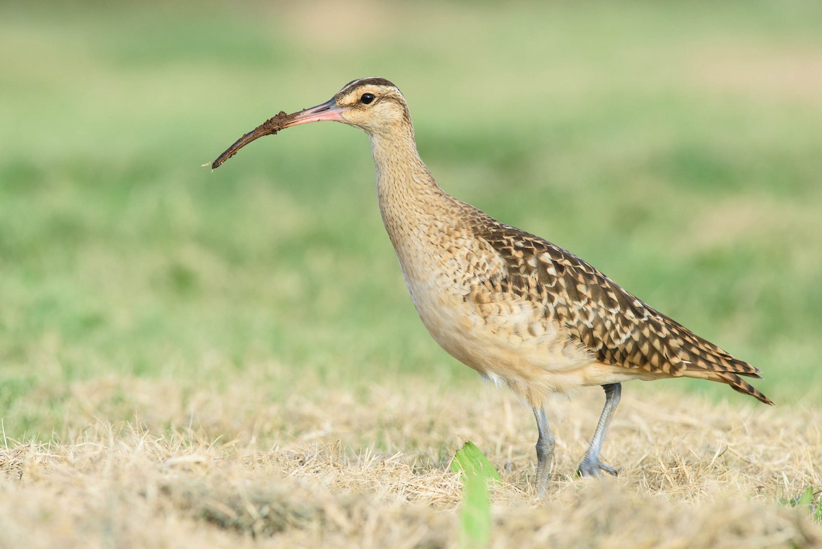 Bristle-thighed Curlew - ML28955611