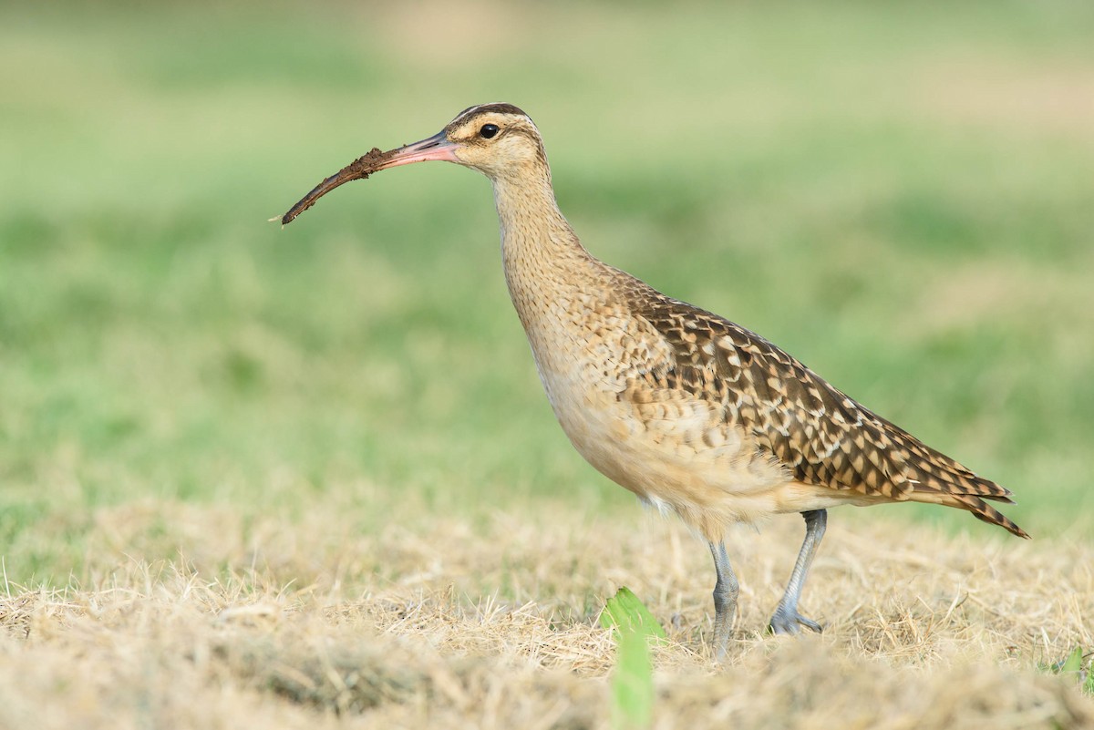 Bristle-thighed Curlew - Gerrit Vyn
