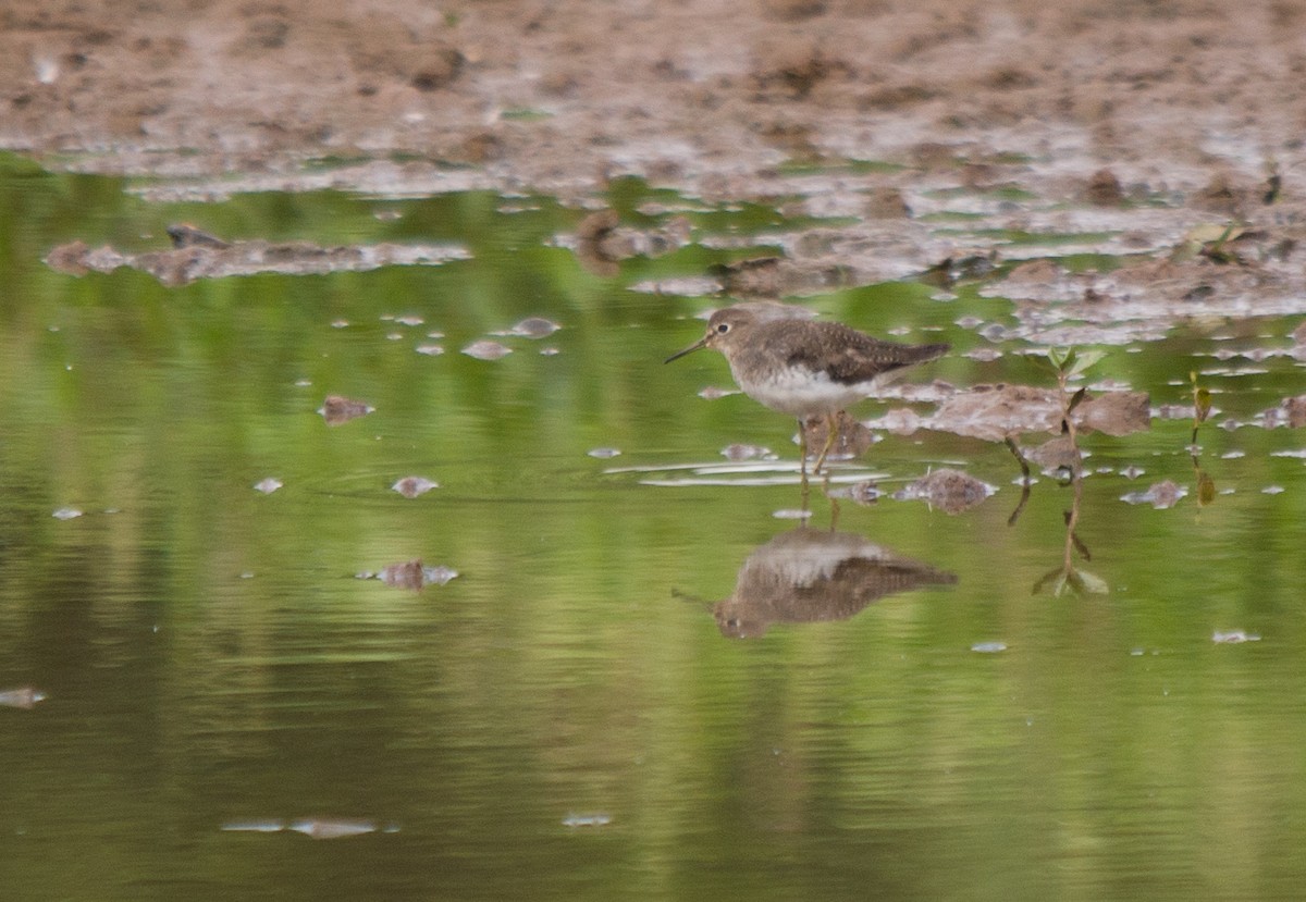 Solitary Sandpiper - ML289556531