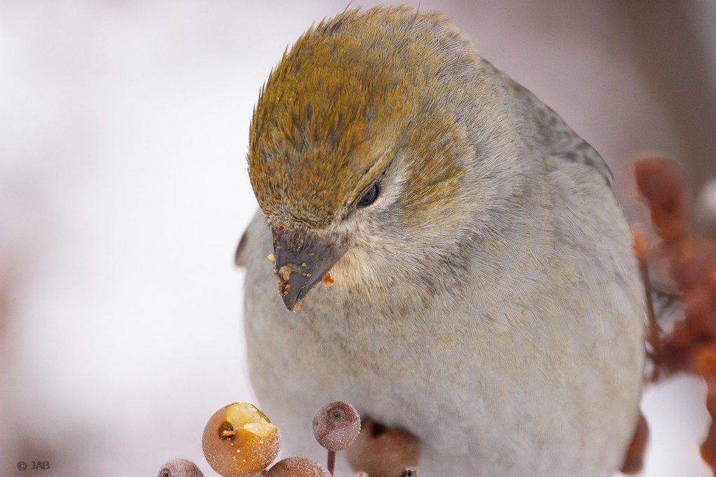 Pine Grosbeak - Abraham Bowring