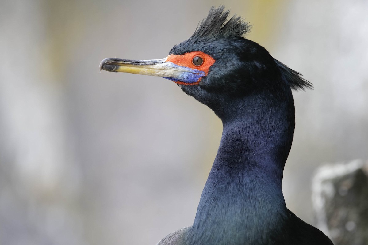 Cormoran à face rouge - ML28955691