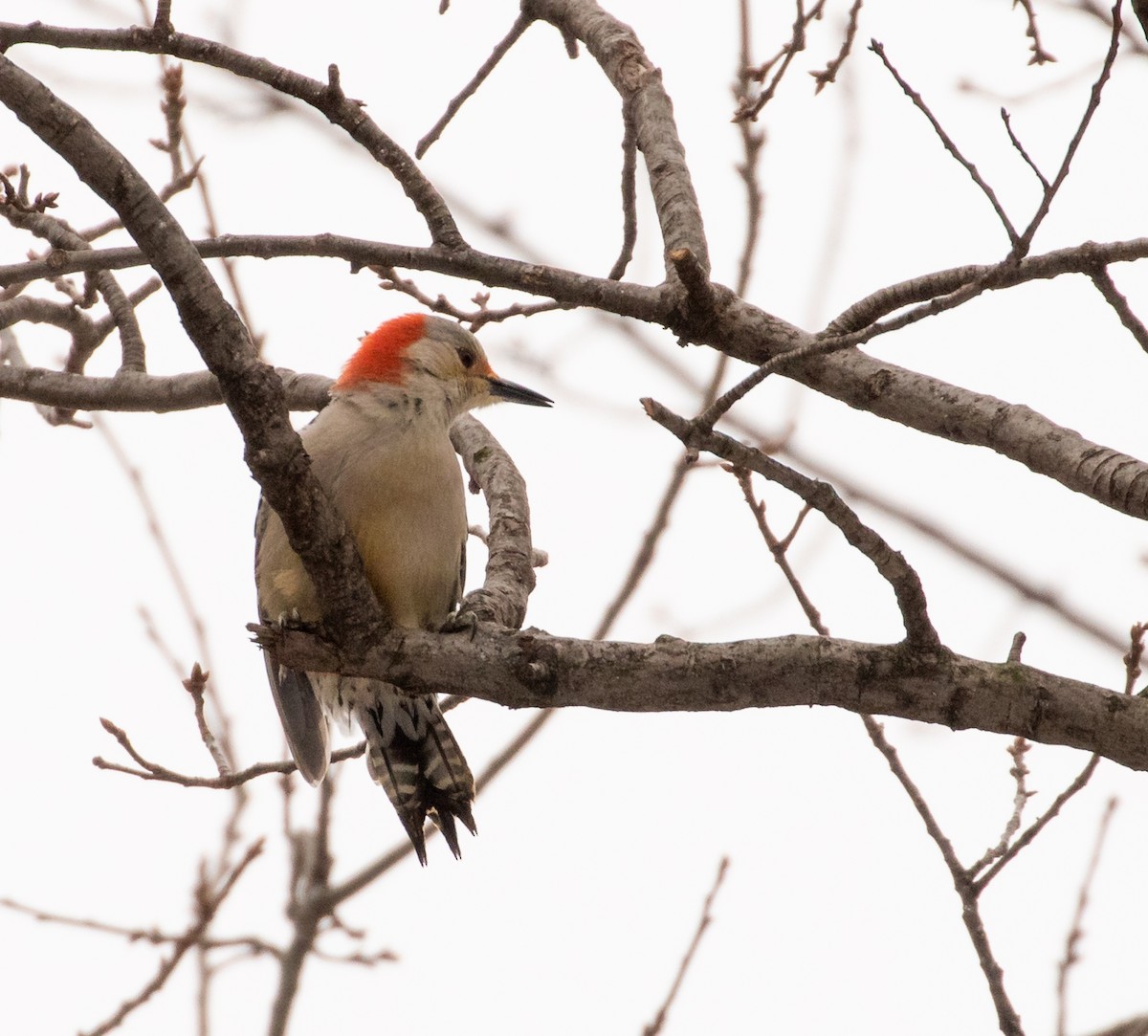 Red-bellied Woodpecker - ML289557371
