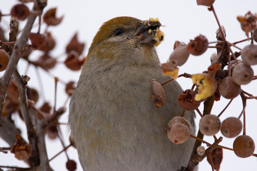 Pine Grosbeak - Abraham Bowring