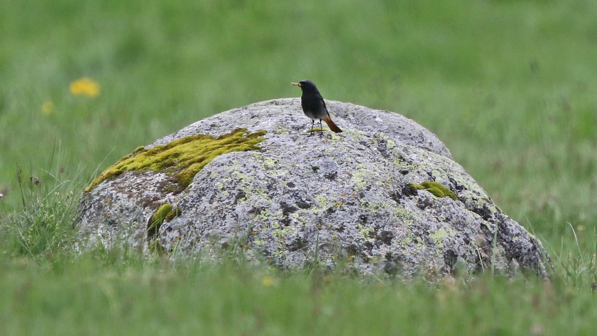 Black Redstart - ML28955811