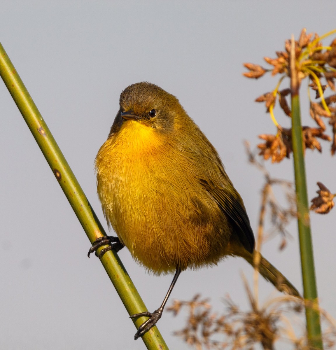 Black-polled Yellowthroat - ML289558391