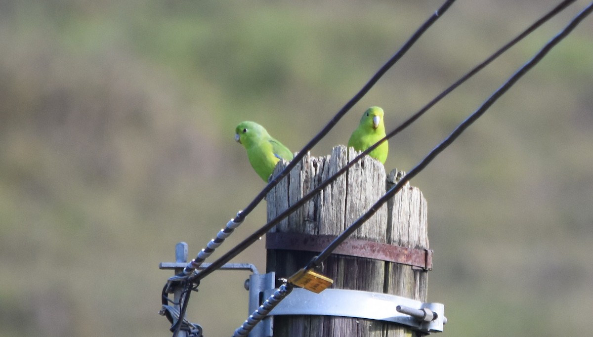 ML289558911 - Cobalt-rumped Parrotlet - Macaulay Library