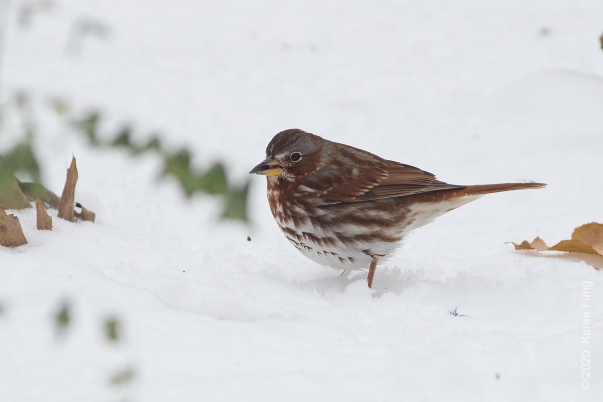 Fox Sparrow (Red) - ML289558931