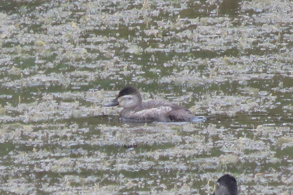 Ruddy Duck - ML289559081