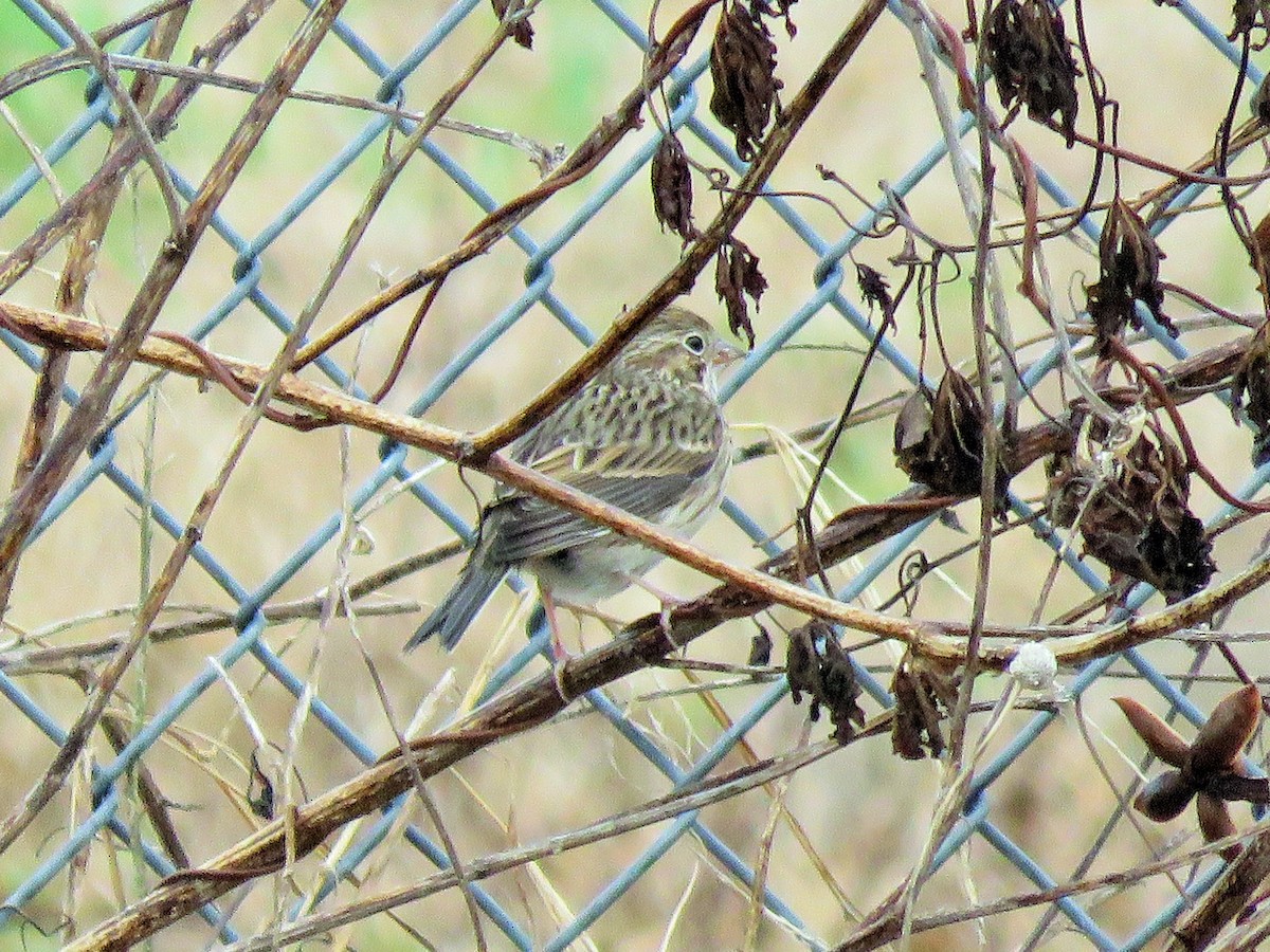 Vesper Sparrow - ML289561761