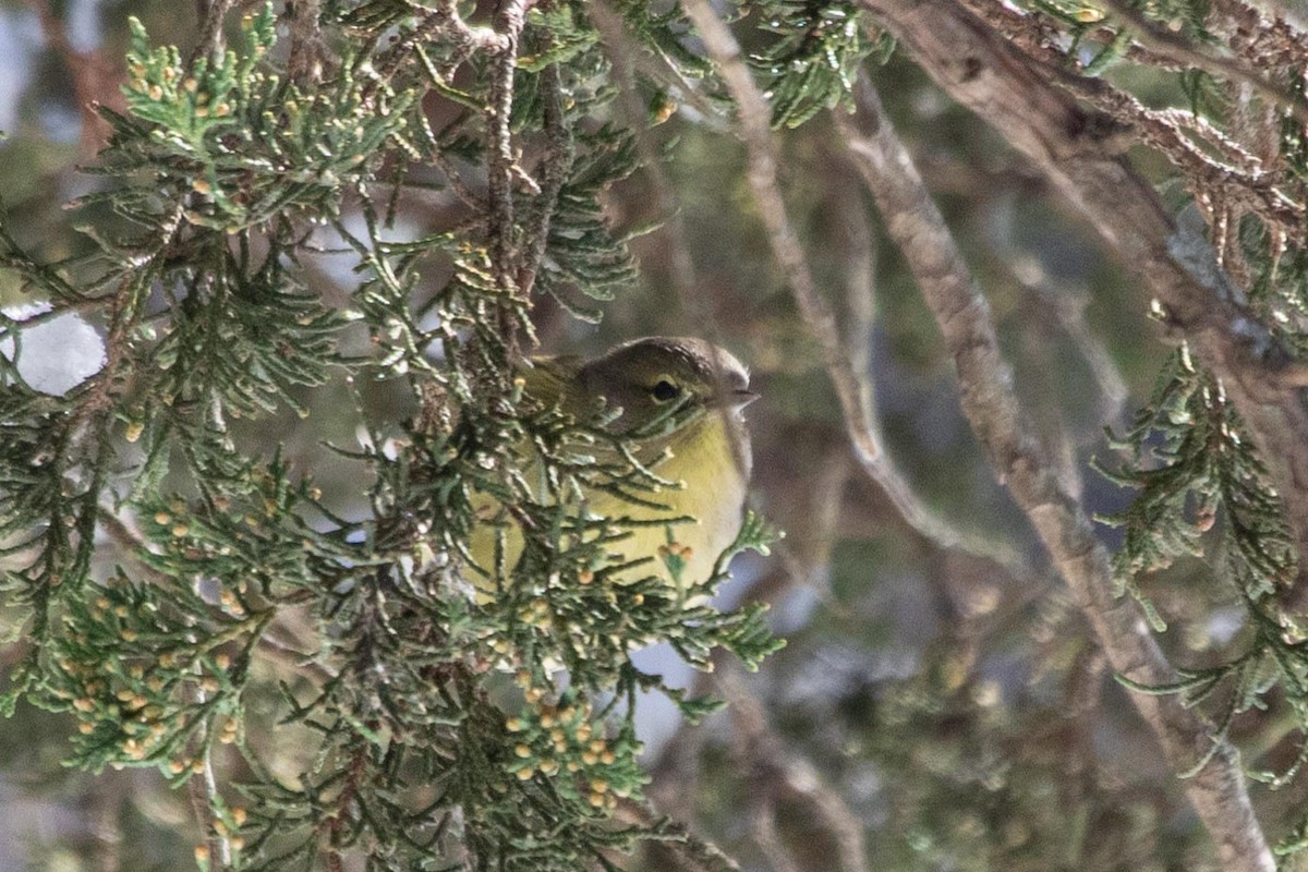 Orange-crowned Warbler - ML289565351