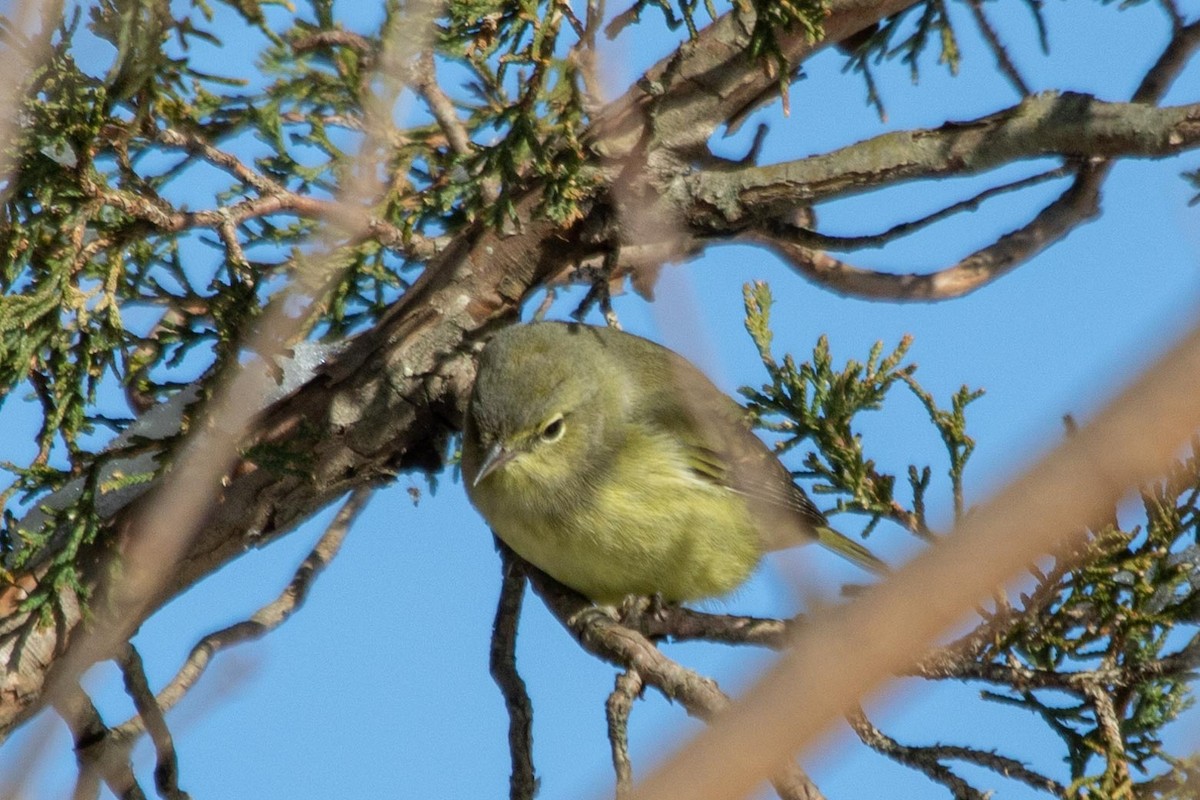 Orange-crowned Warbler - ML289565361