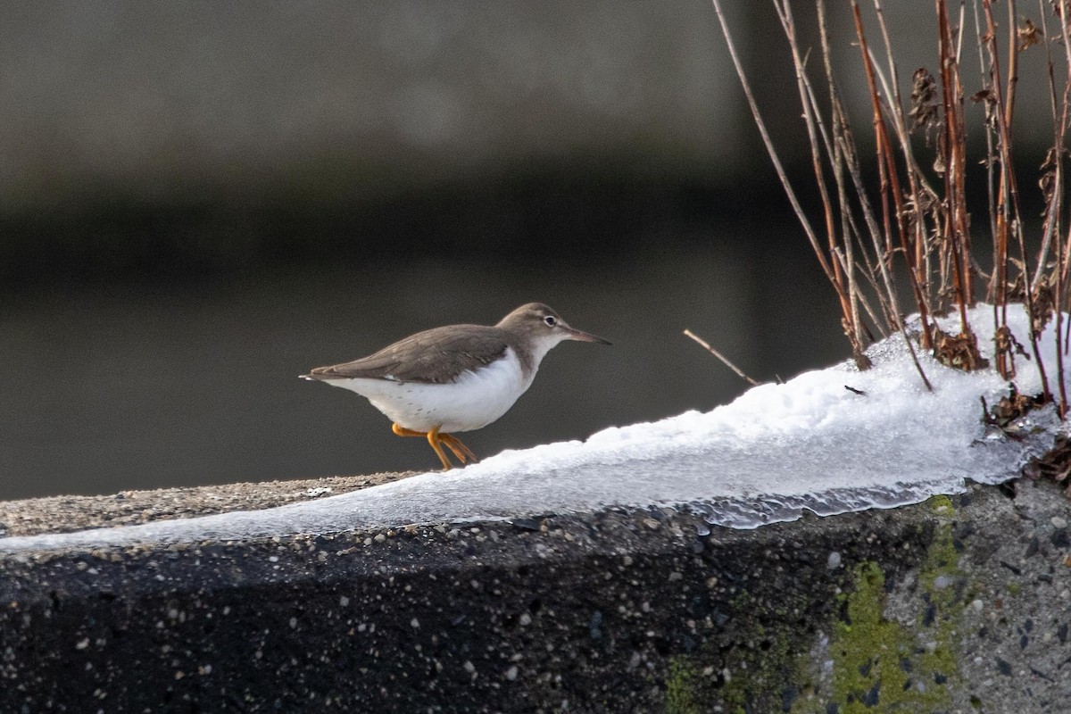 Spotted Sandpiper - ML289565931