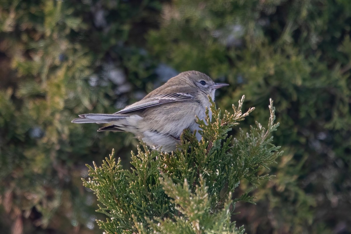 Paruline des pins - ML289566081