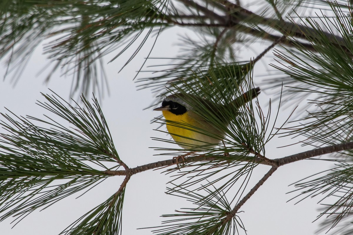 Common Yellowthroat - ML289566171