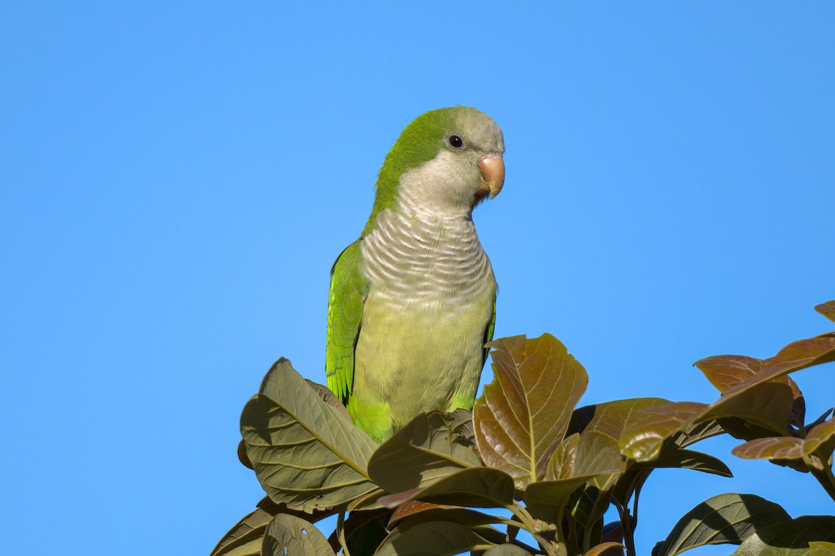 תוכי נזירי - ML289566351