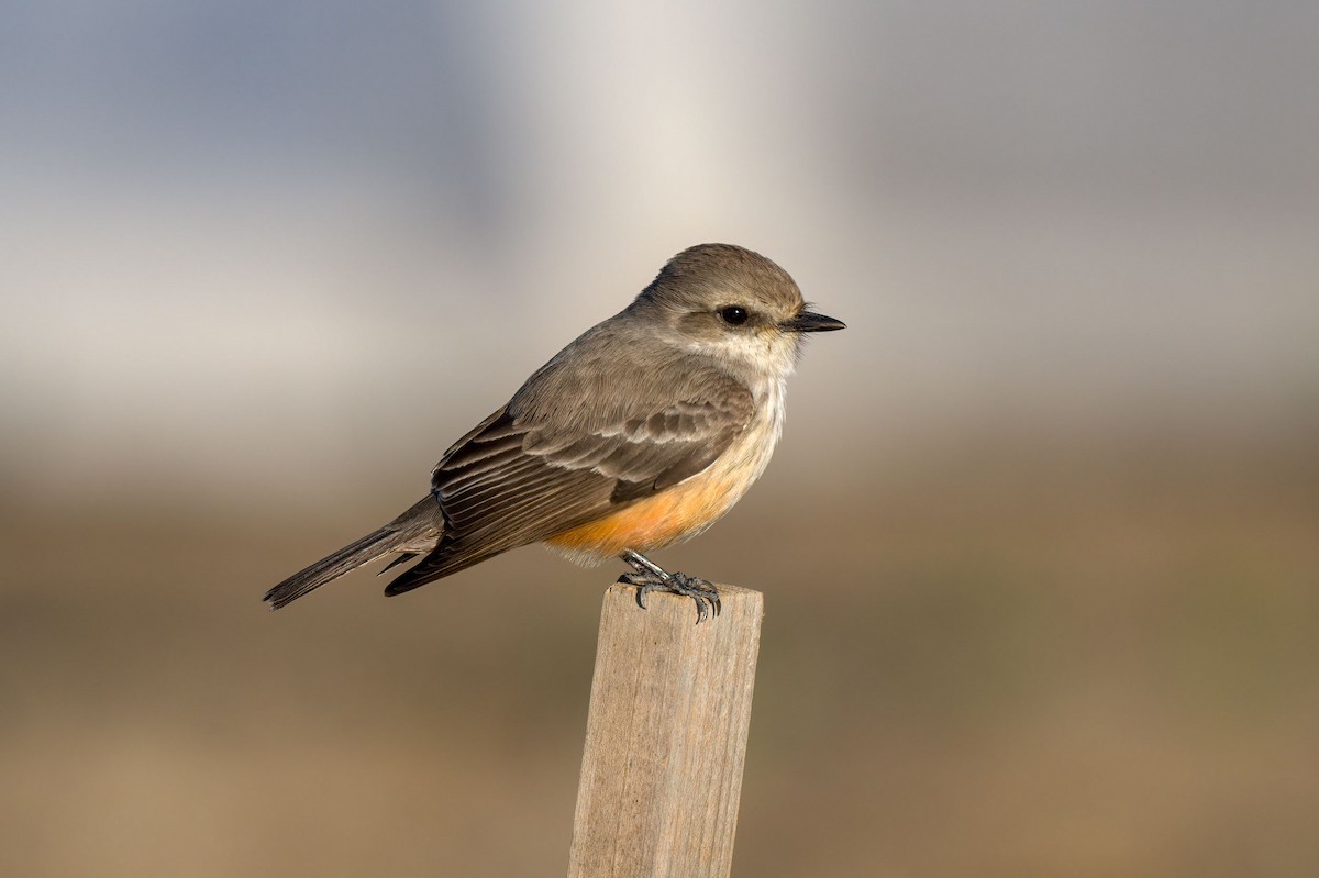 Vermilion Flycatcher - Andrew Newmark