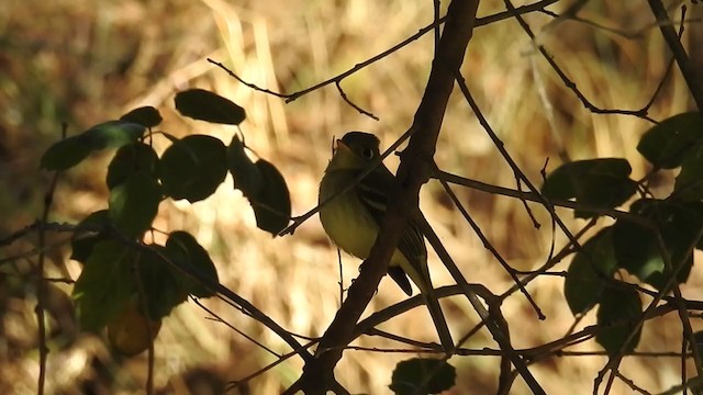 Western Flycatcher (Pacific-slope) - ML289567571