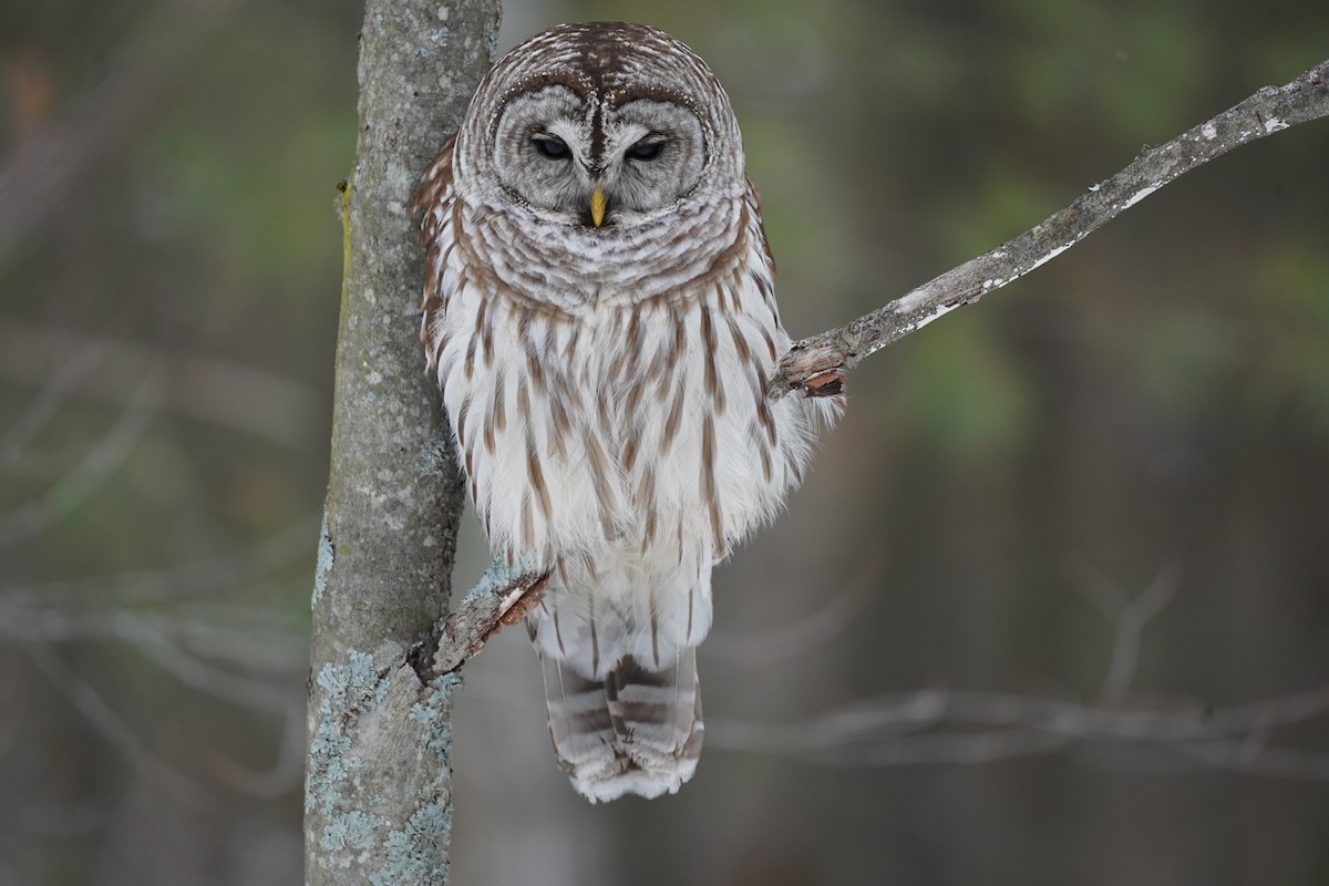 Barred Owl - ML289567691