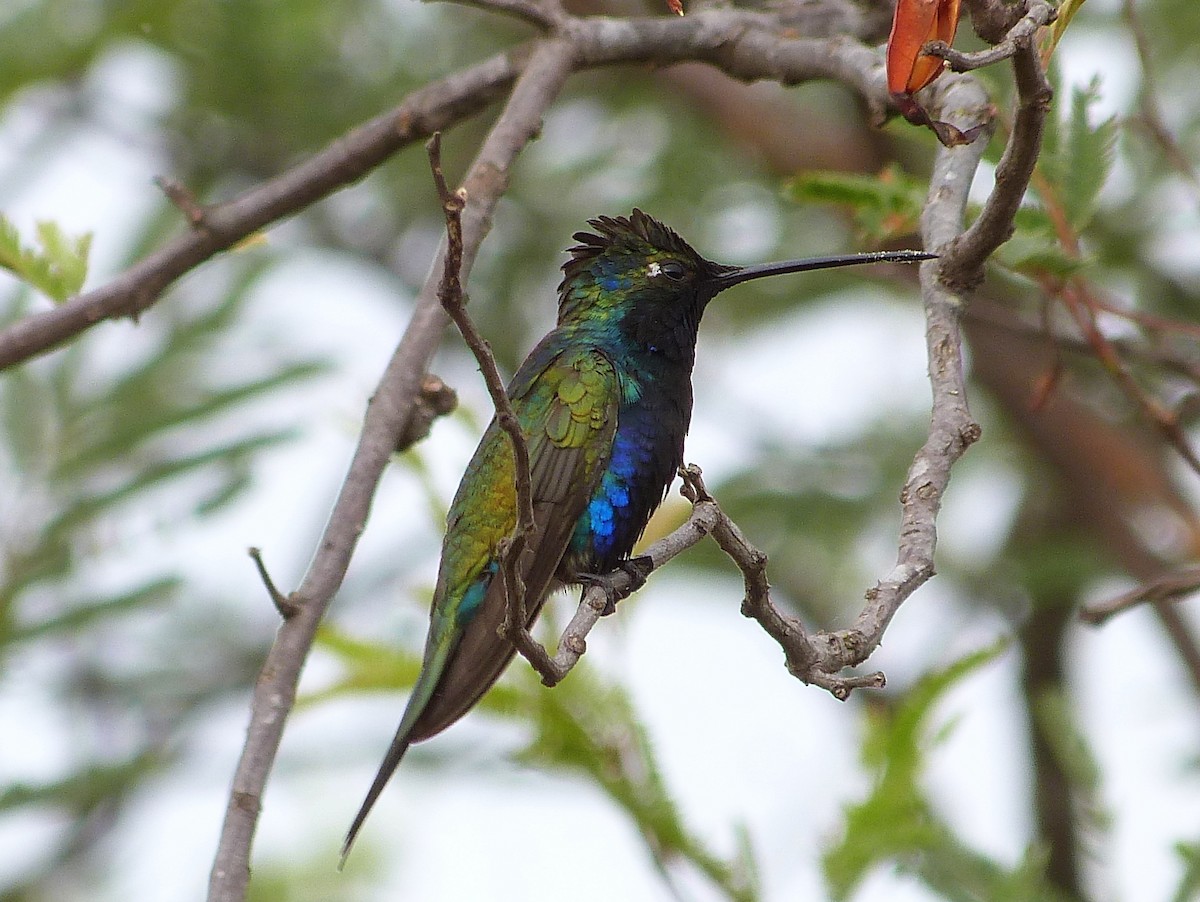 Blue-tufted Starthroat - ML289568191