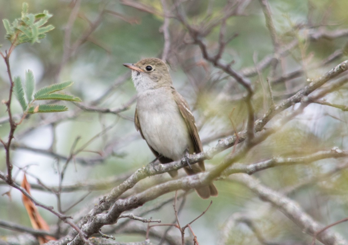 Small-billed Elaenia - ML289568281
