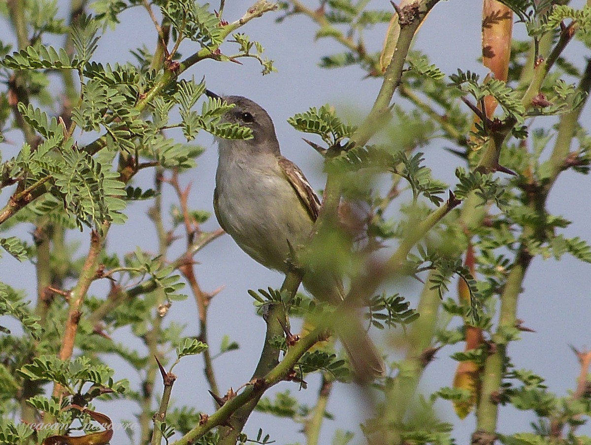 Plain Tyrannulet - ML289568421
