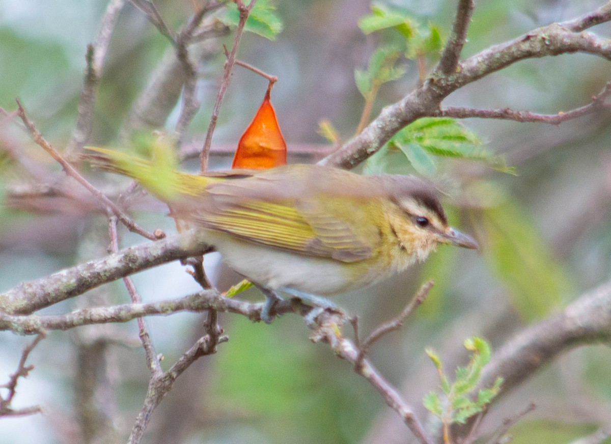 Chivi Vireo - ML289568511
