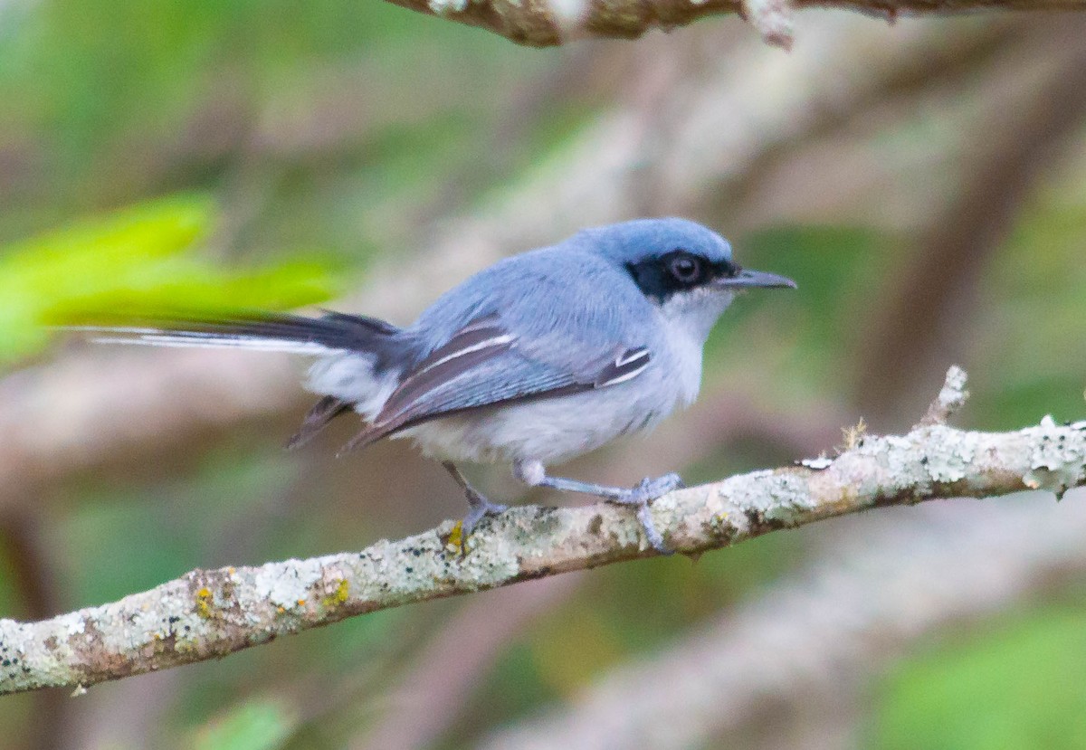 Masked Gnatcatcher - ML289568571