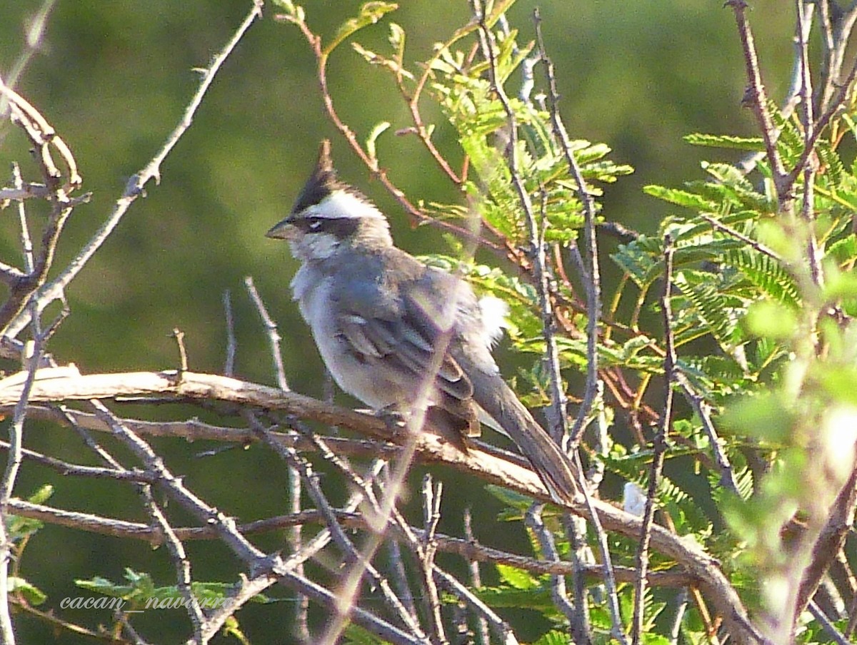 Black-crested Finch - ML289568611