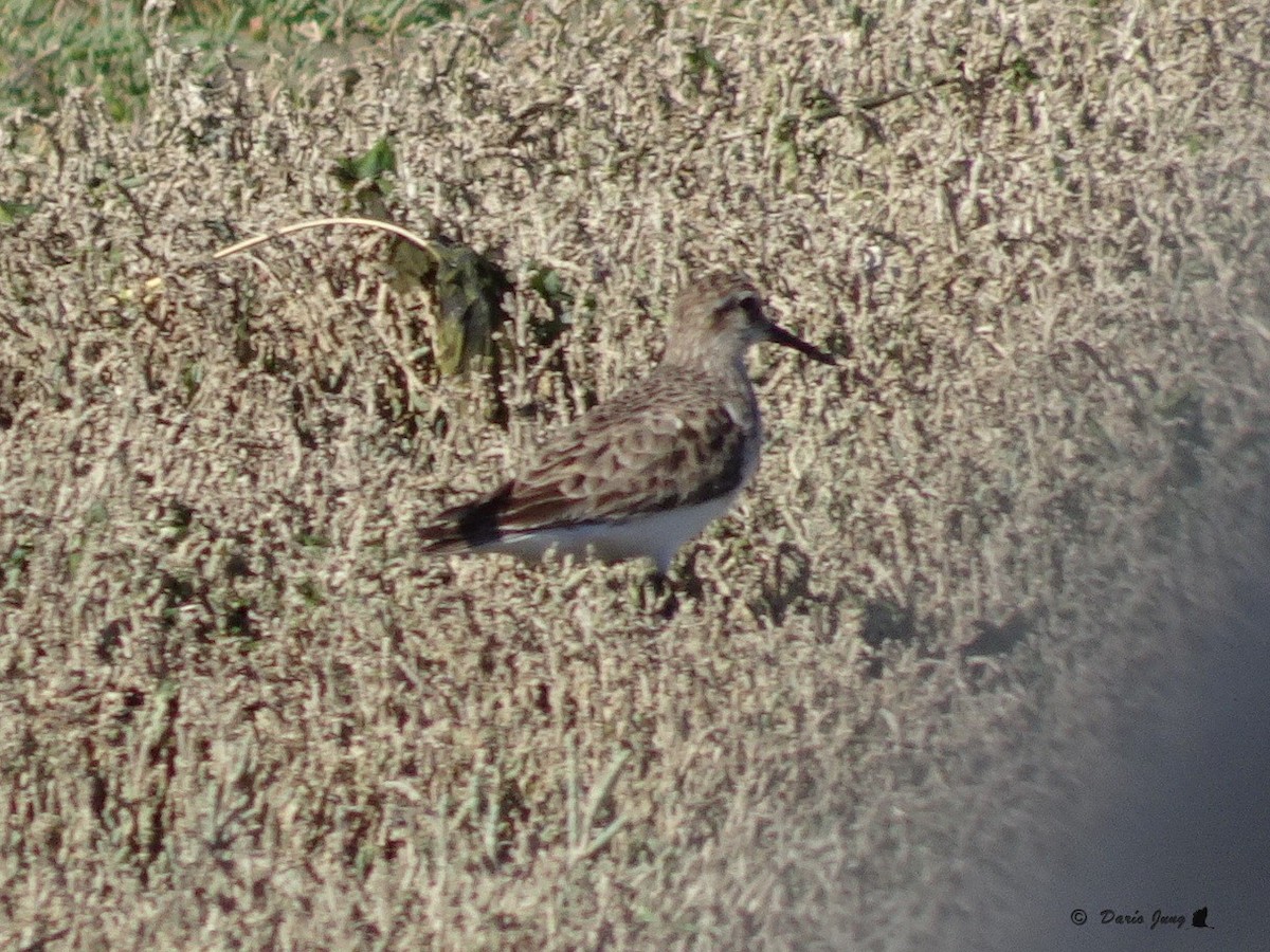 Baird's Sandpiper - ML289569281