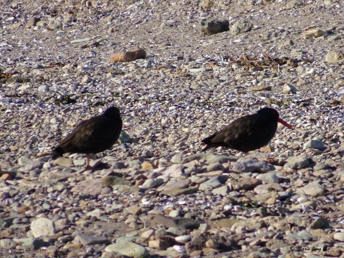 Blackish Oystercatcher - ML289569321