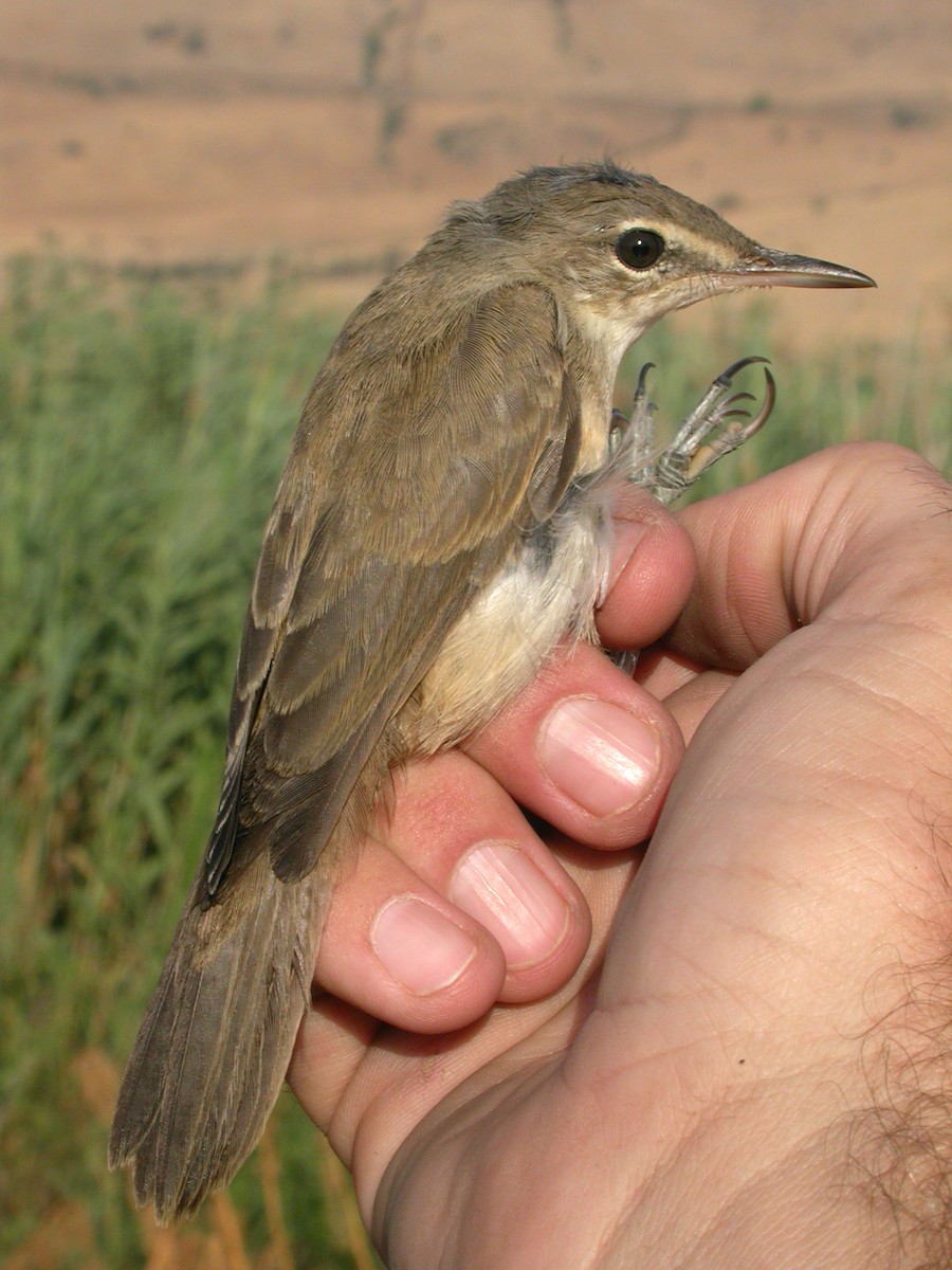 Basra Reed Warbler - Yoav Perlman