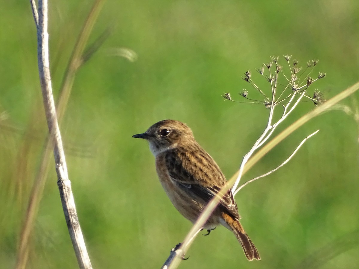 European Stonechat - ML289570251