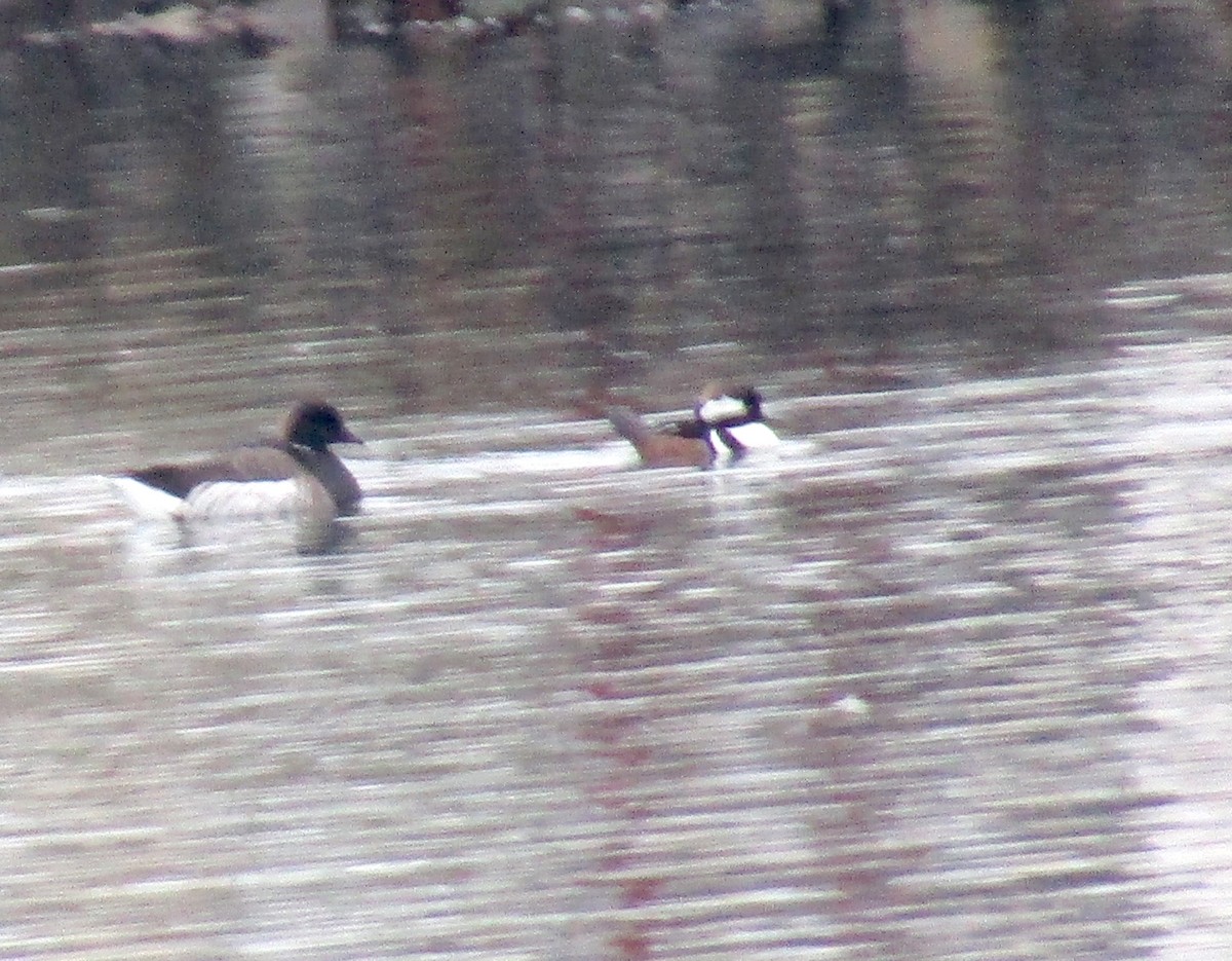 Hooded Merganser - ML289570761