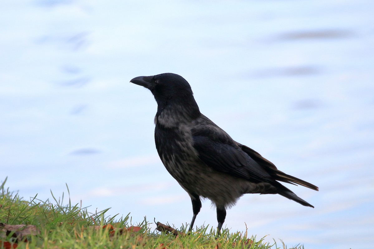 Carrion/Hooded Crow - ML289570901