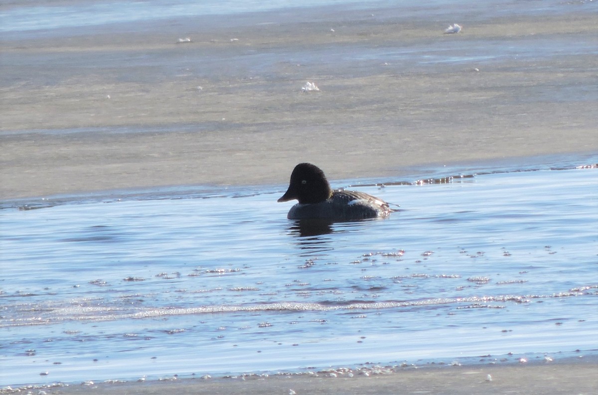 Common Goldeneye - ML289570951